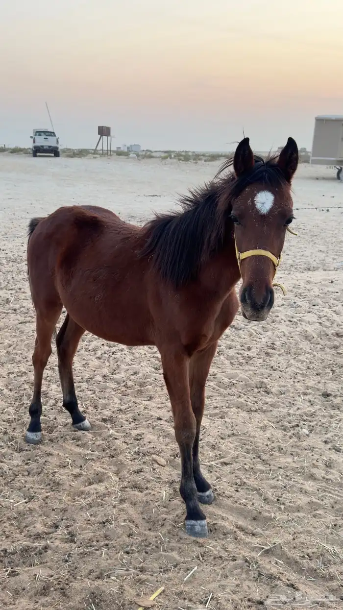 مهر شعبي للبيع 1