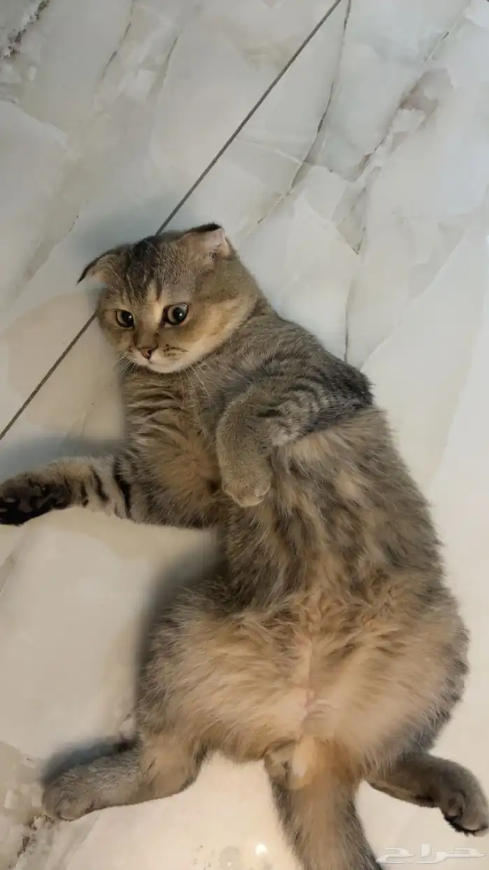 ذكر سكوتش فولد العمر تقريبا 8 شهور او تسع اليف جدا للبيع 2