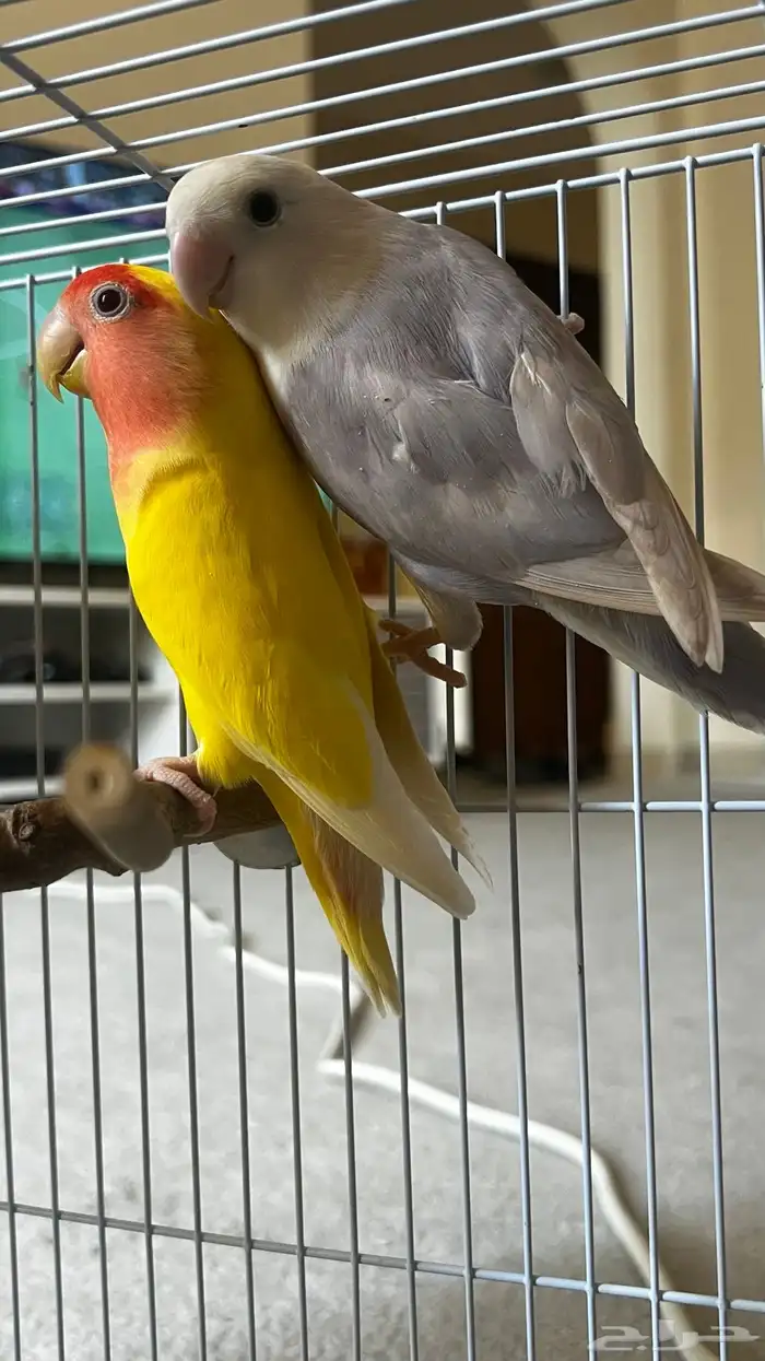 روز للبيع 3 2