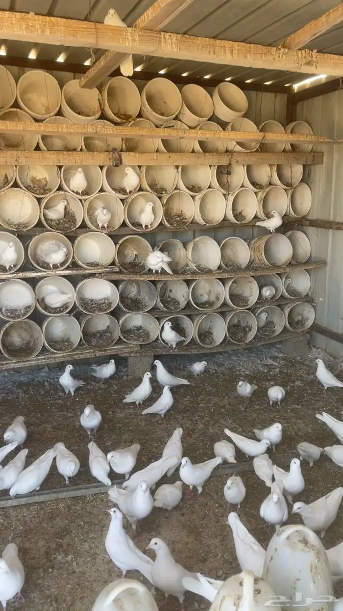 حمام فرنسي 1