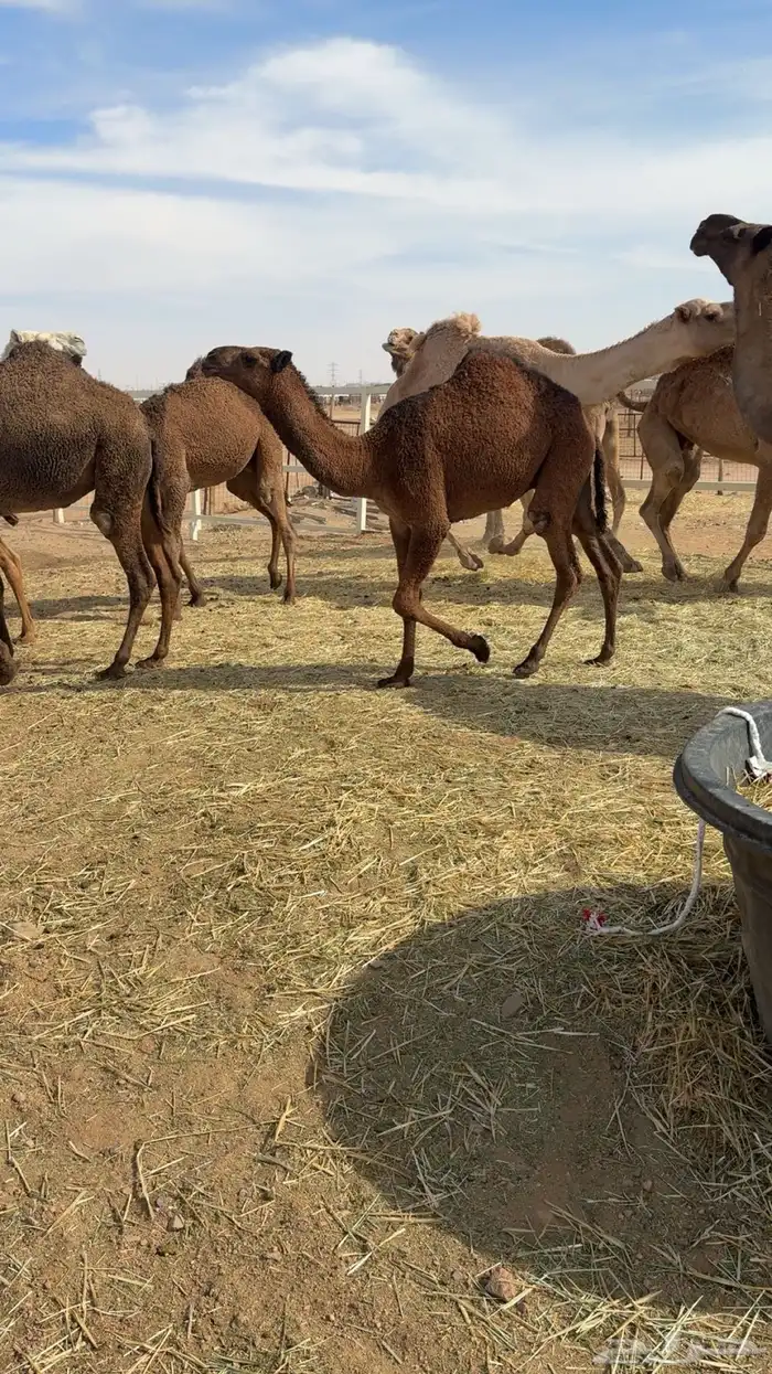 ذود صفر العدد 21 12