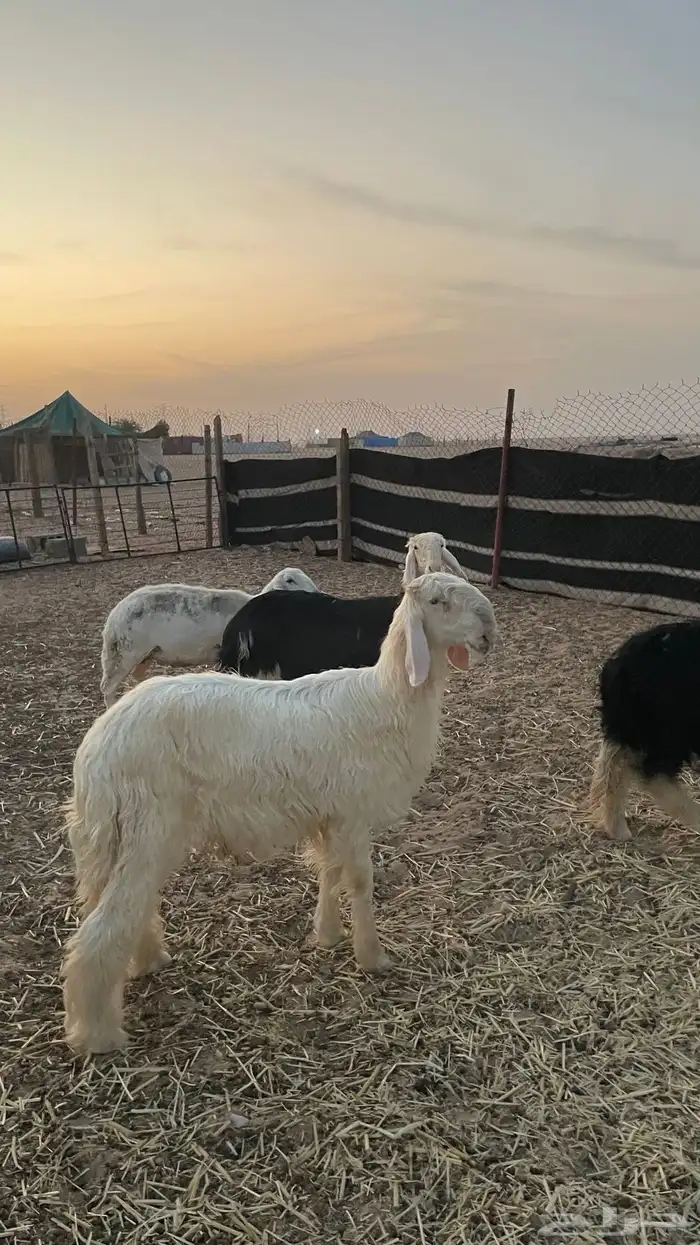 خروف ورخل نجديات صنف 4