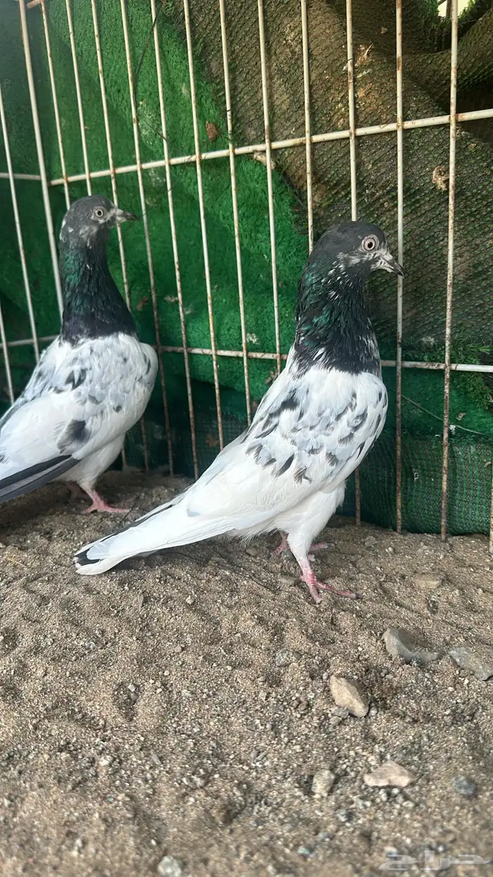 حمام تيدي بيور للبيع 4