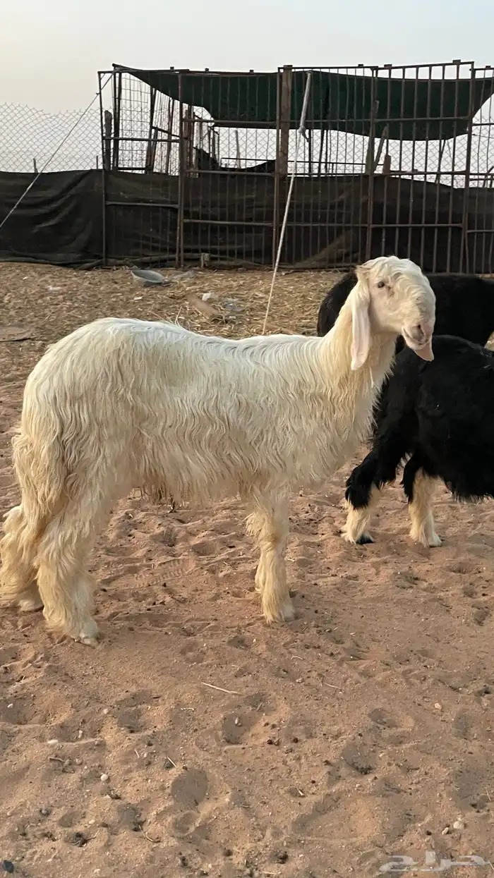 خروف ورخل نجديات صنف 0