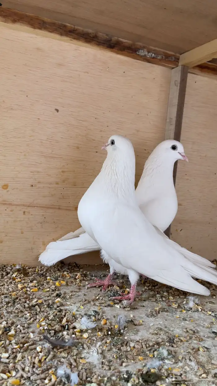 حمام ساندرا باكستاني 3