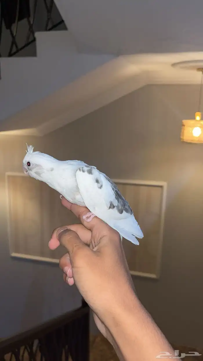 كروان هولندي اليف 0