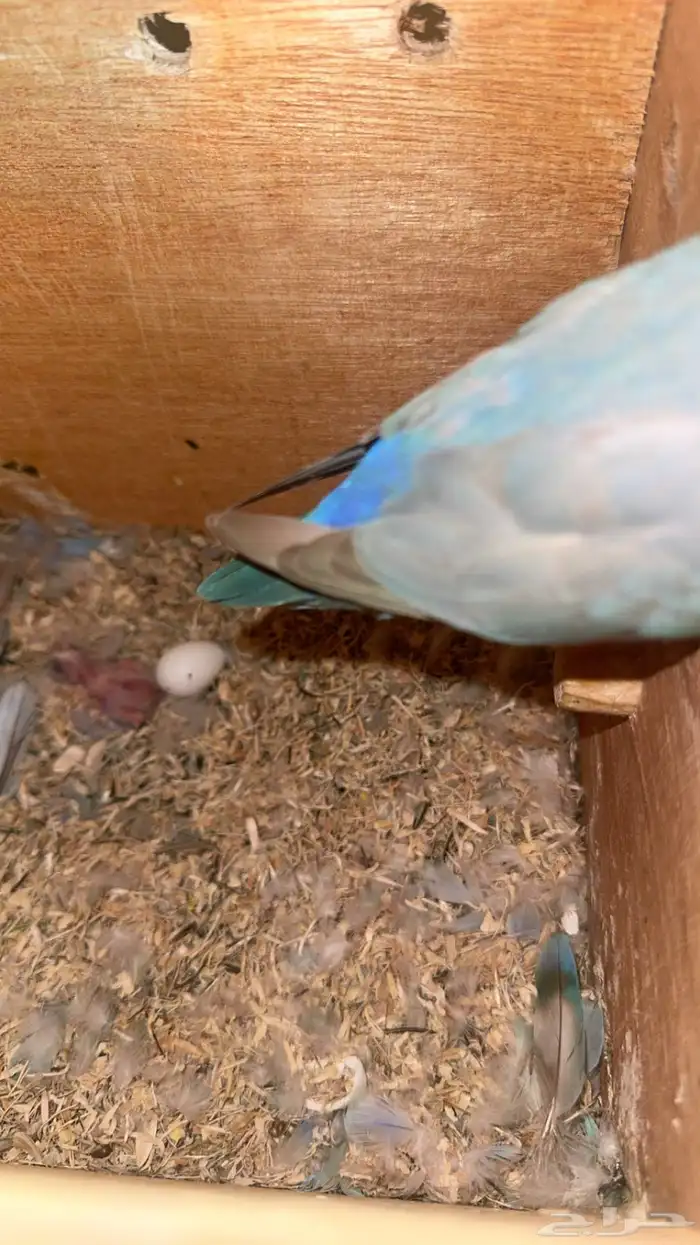 روز منتج ثاني بطن عندي وعندي صور ل 0