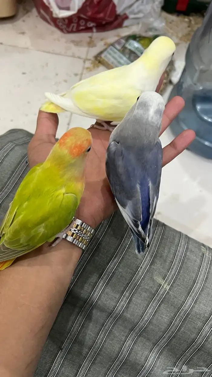 طيور روز اليفه جمله من 150 تفريد200 4