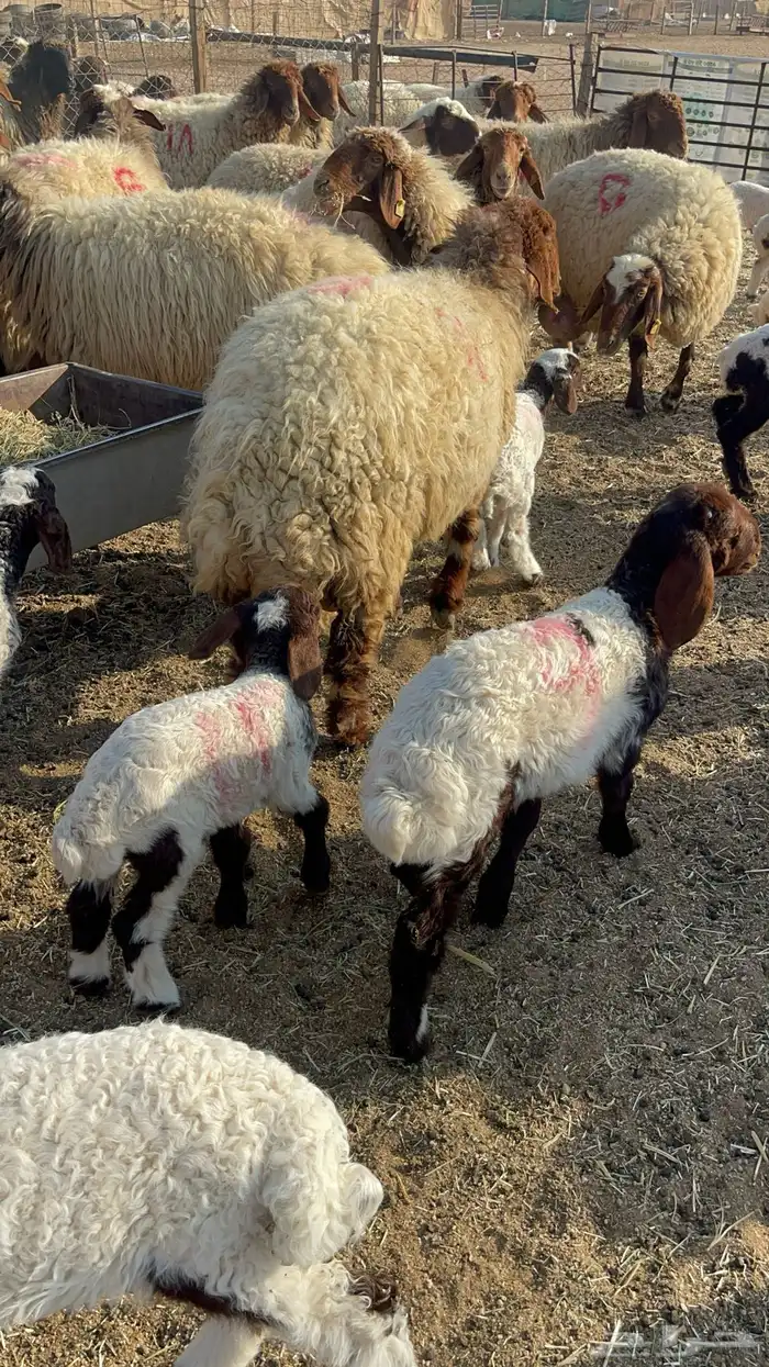 للبيع غنم نعيم مطافيل 2