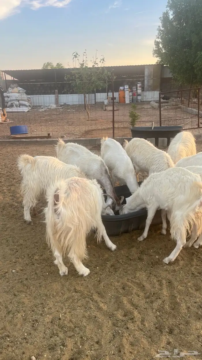 معزا مراح مشاريك ومطور 12