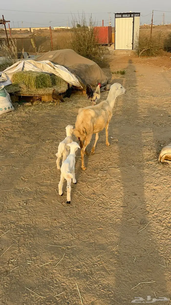 نعجه منتوج متاومه 9