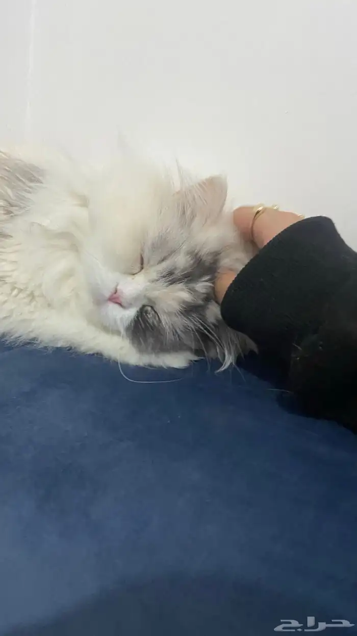 قطة للتبني 2