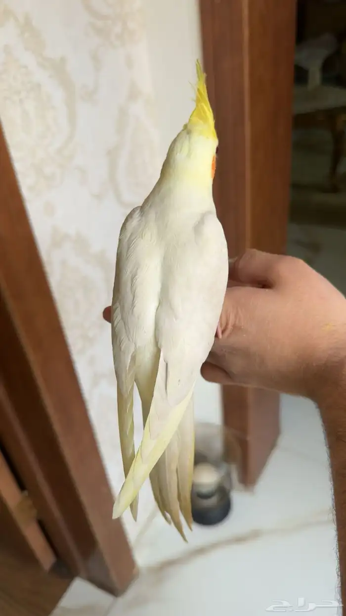 كروان اليف نهاية غر 0