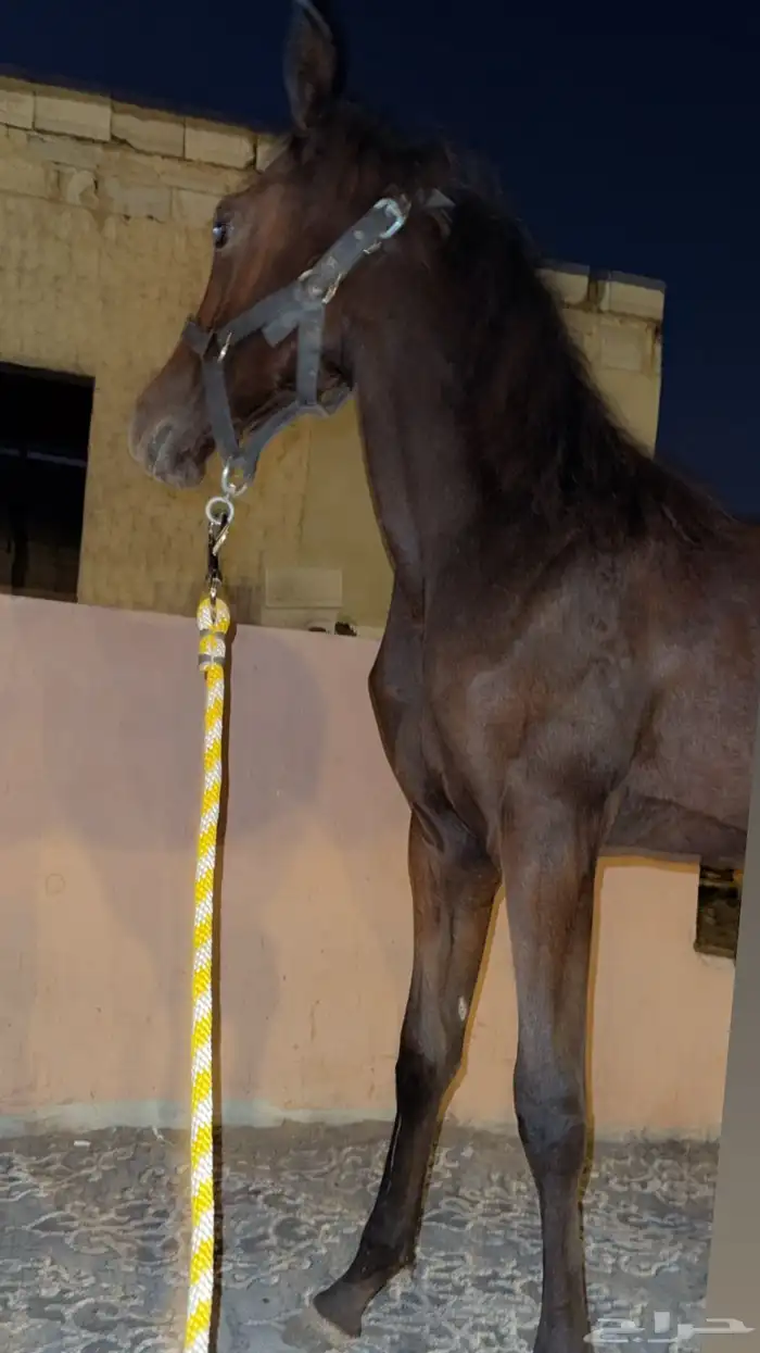 مهرة للبيع شعبي 2