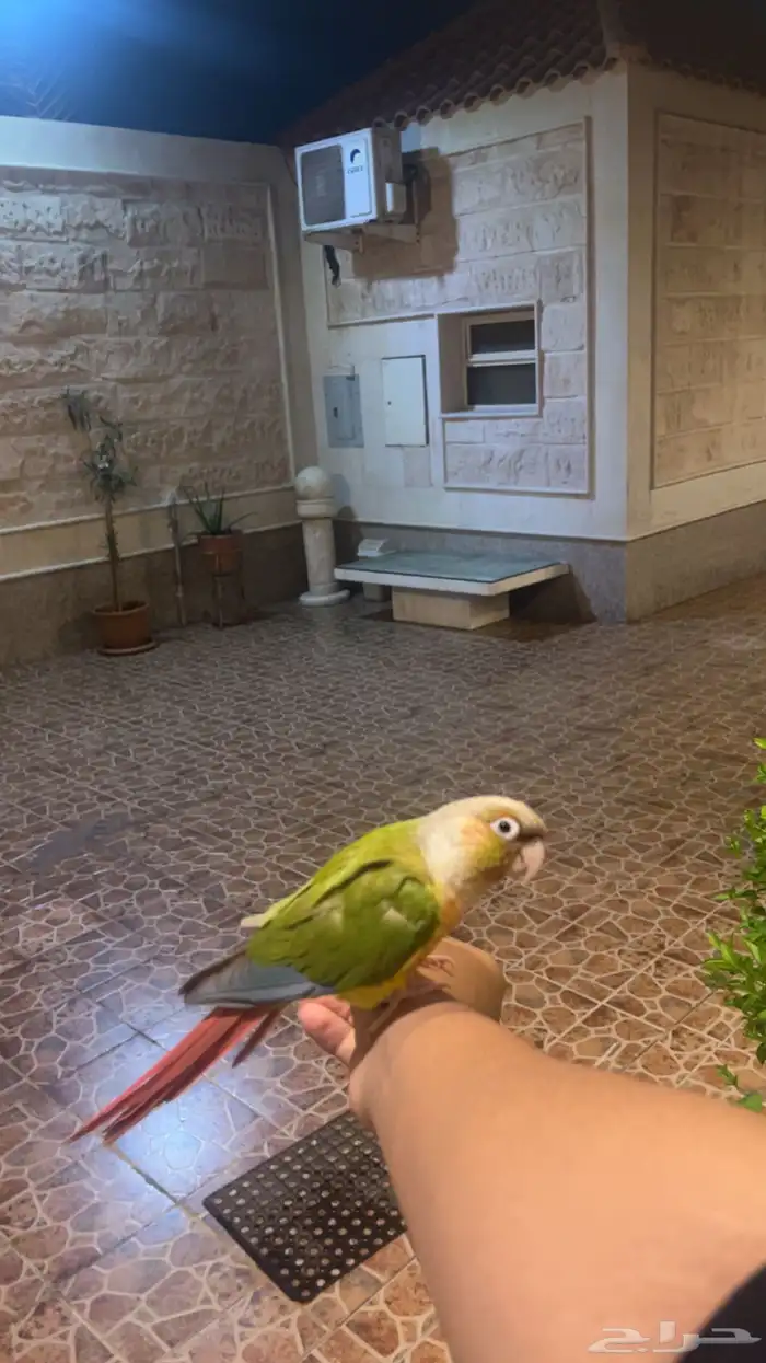 كنيور أناناس 4