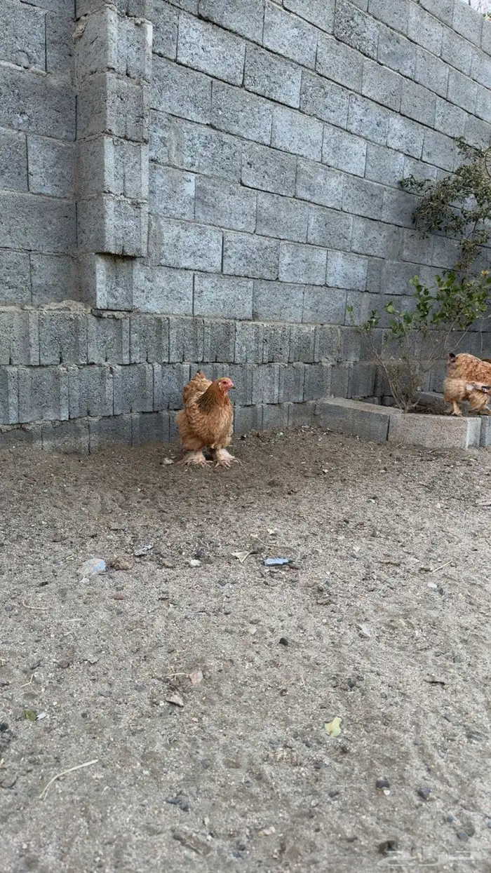 دجاج براهما 1