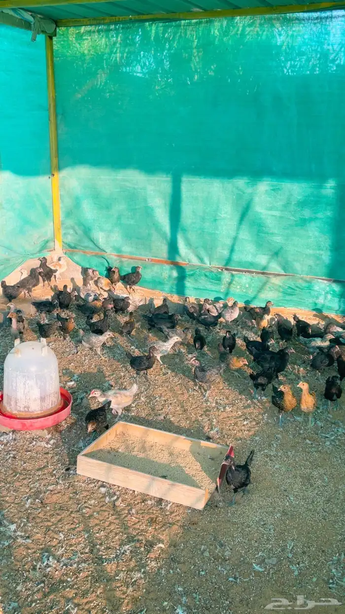 صوص دجاج بلدي 0