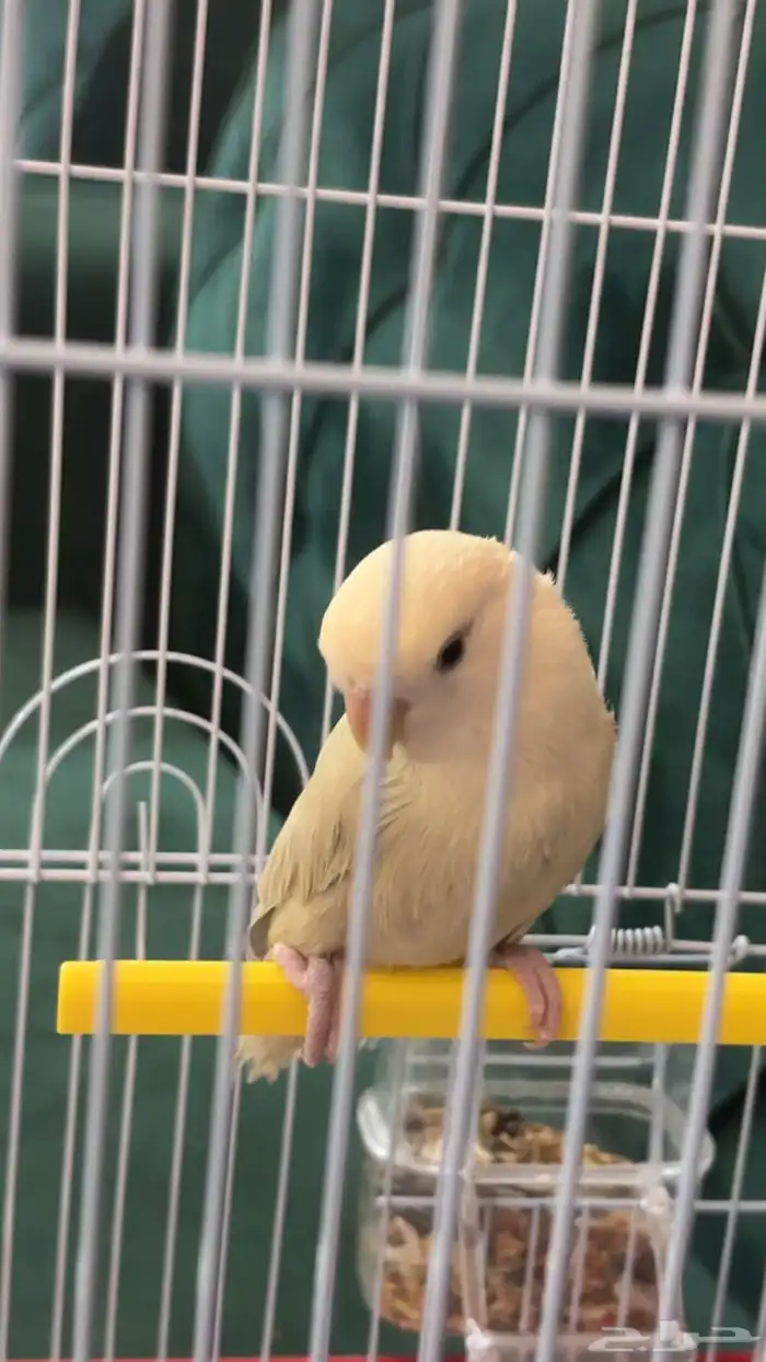 روز لون سكري جميل هدد 0