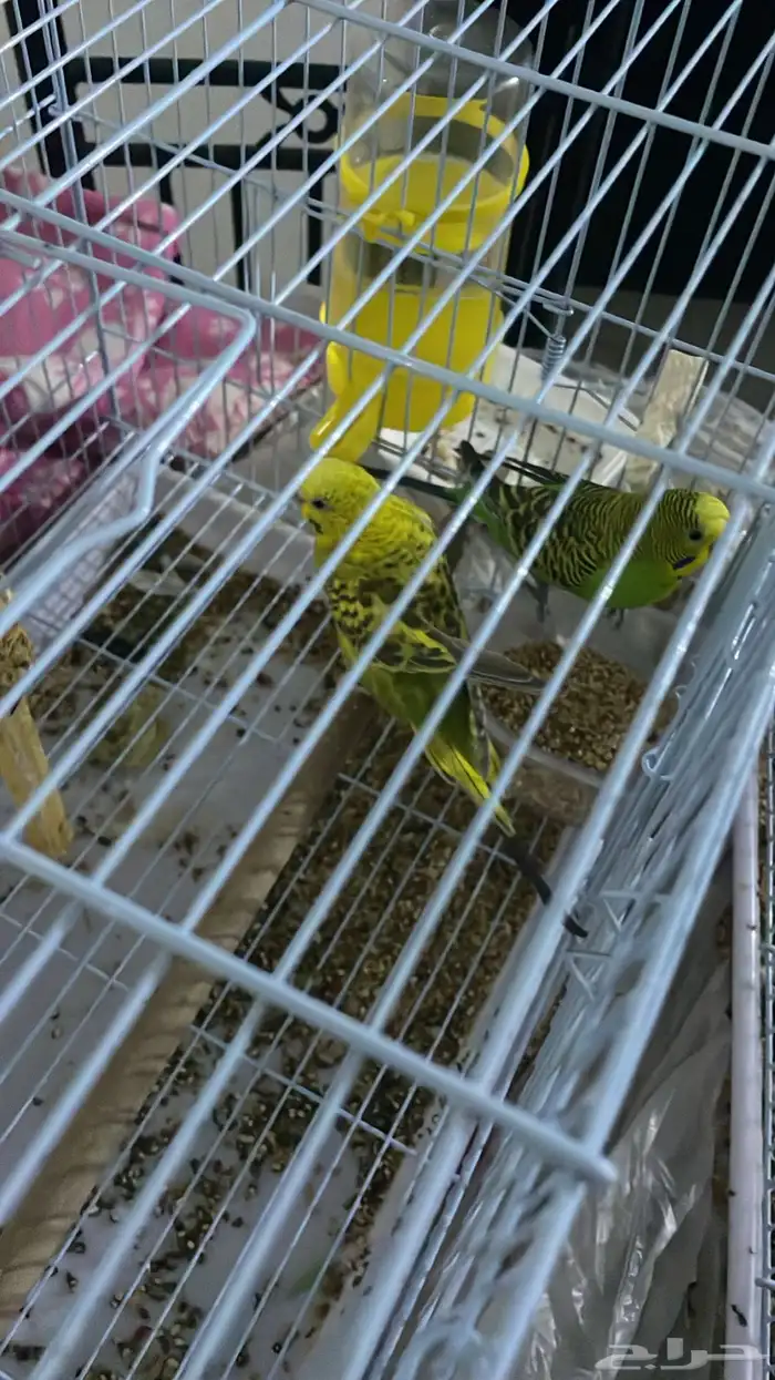 زوج بادجي   هوقو 0