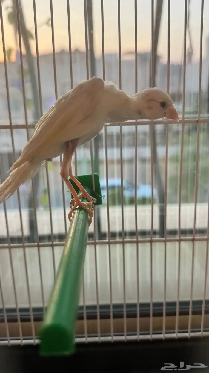 ذكر كناري كوبرا 1