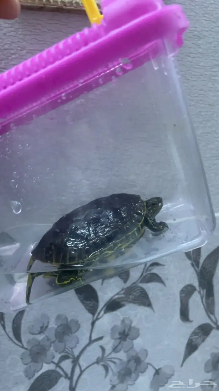 سلاحف برماوي 0