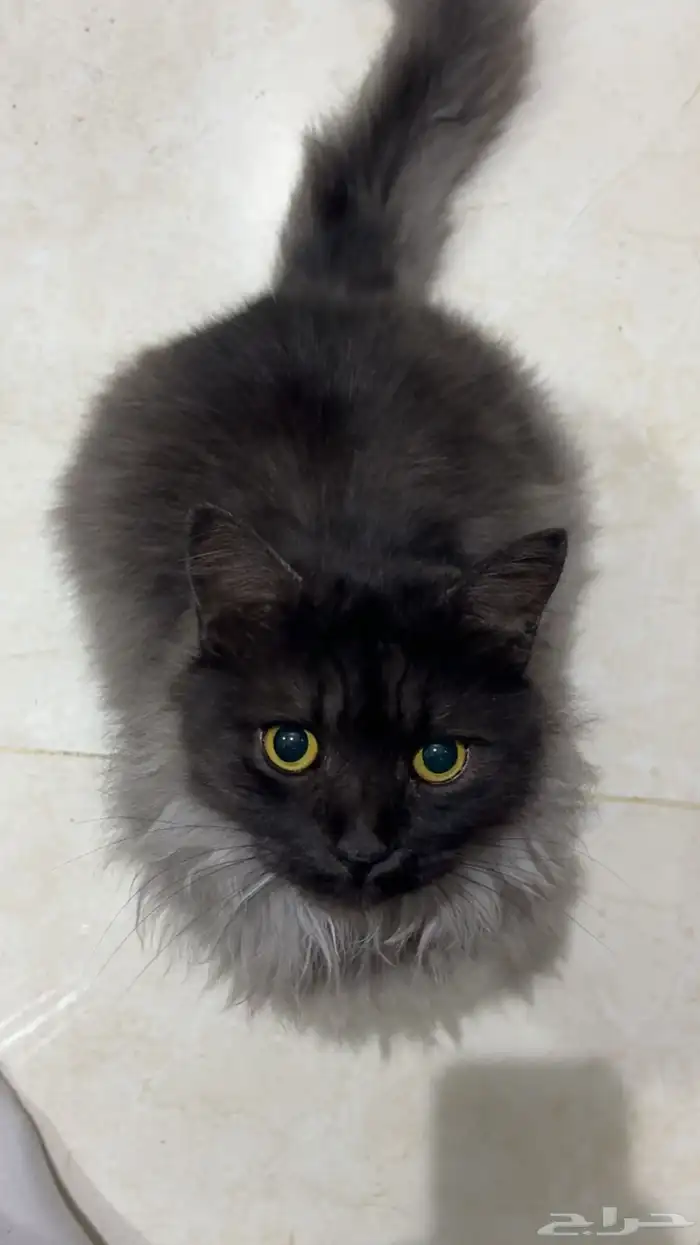 قط ماين كون سموكي ( للبيع ) 1