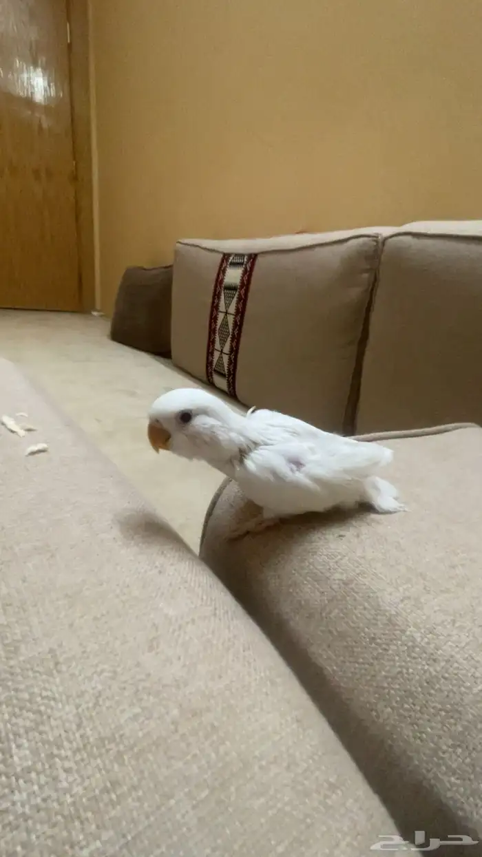 فروخ روز واسعار مميزه 5