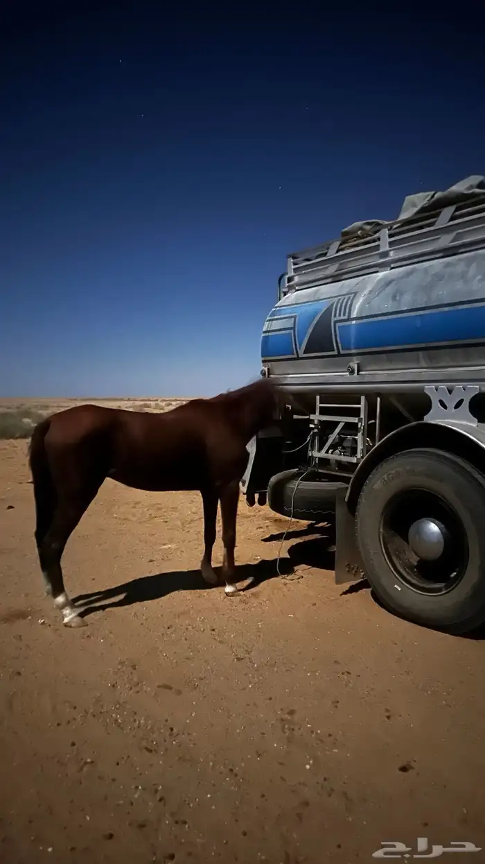 السلام عليكم عرض حصان للبيع 4