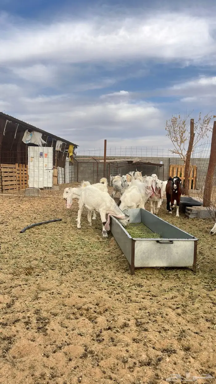 معزا مراح مشاريك ومطور 7