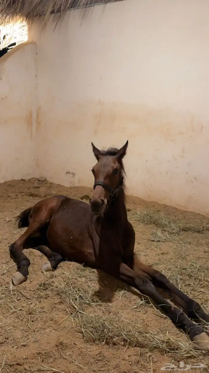 مهرة للبيع شعبي 0