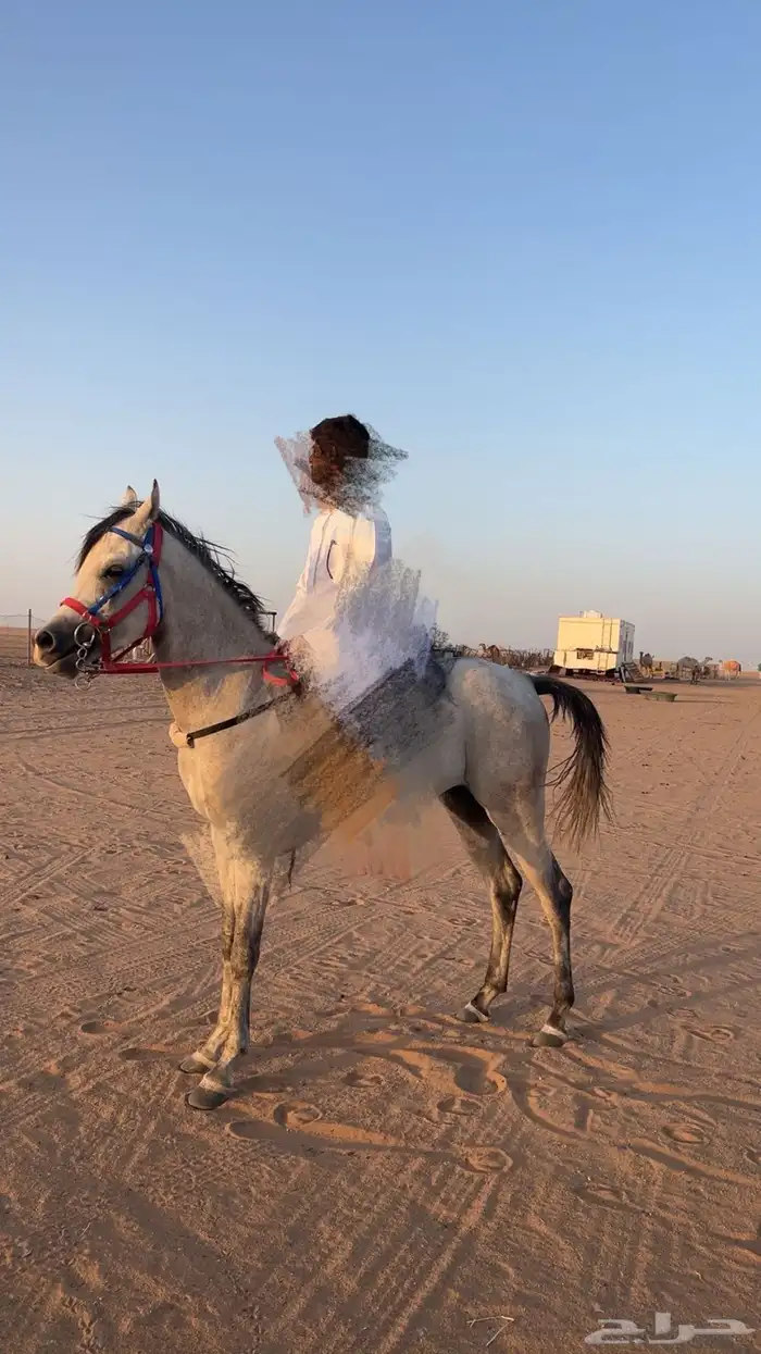 حصان واهو بوراق 1