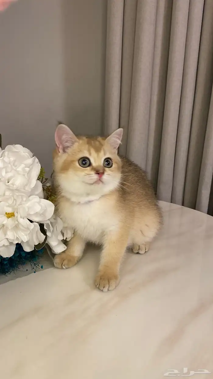 قطط للبيع 9
