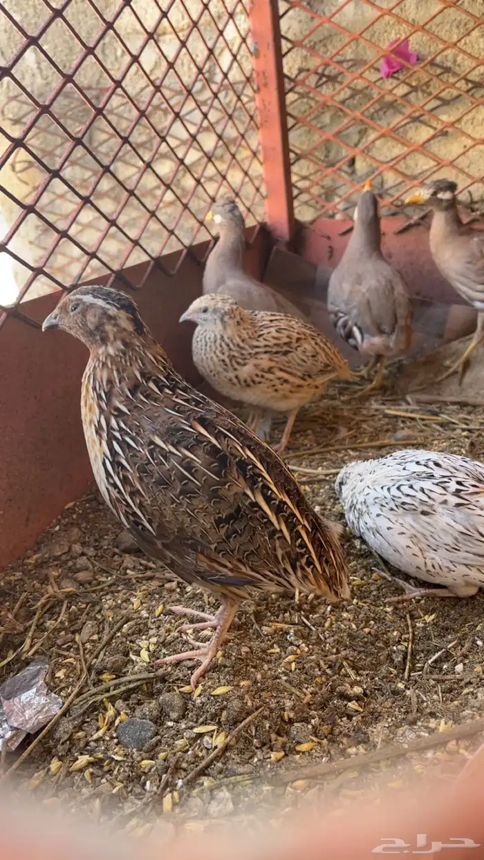 للبيع سمان العدد 16 الموقع الجايزه 0