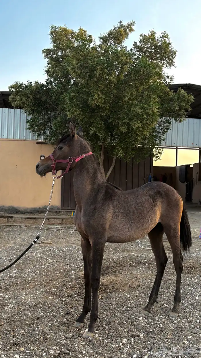 مهره شعبيه 3