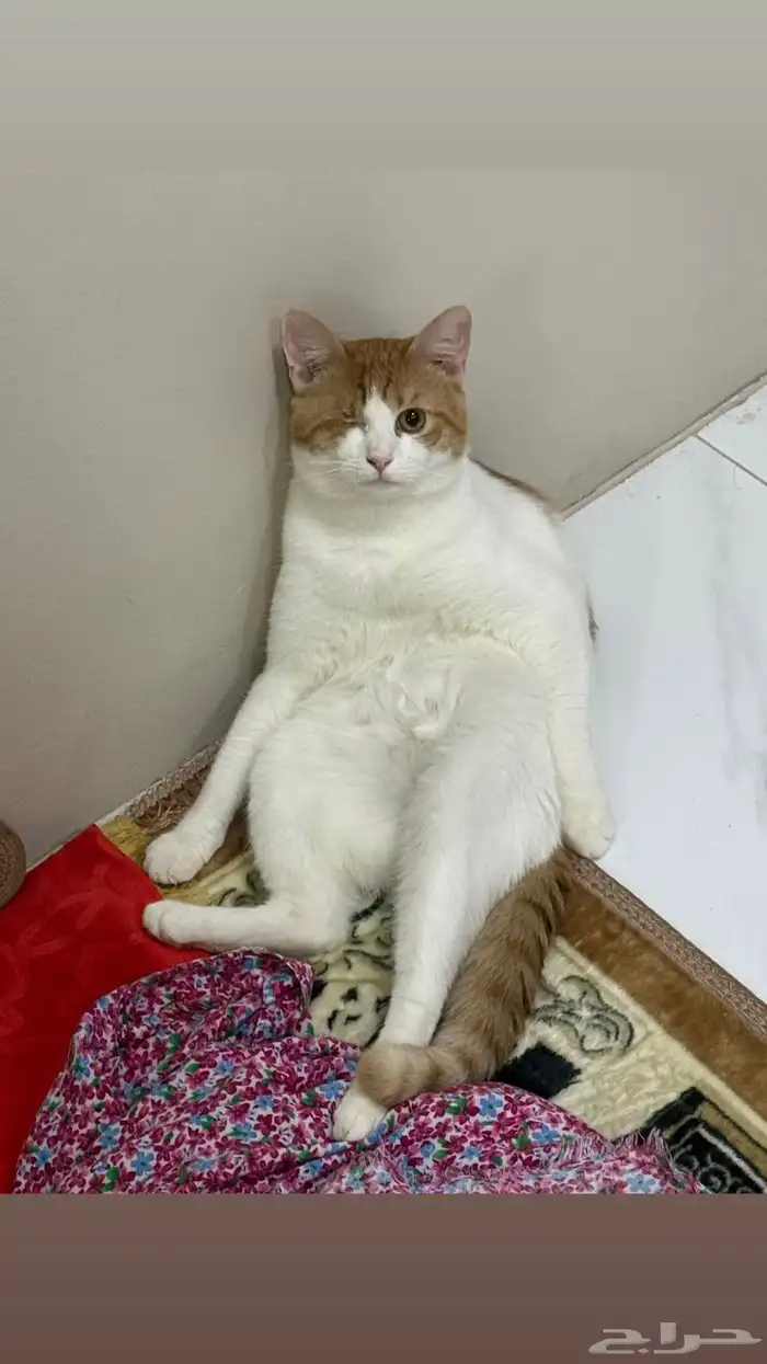 القط نمور طالب تزاوج للتبني 0
