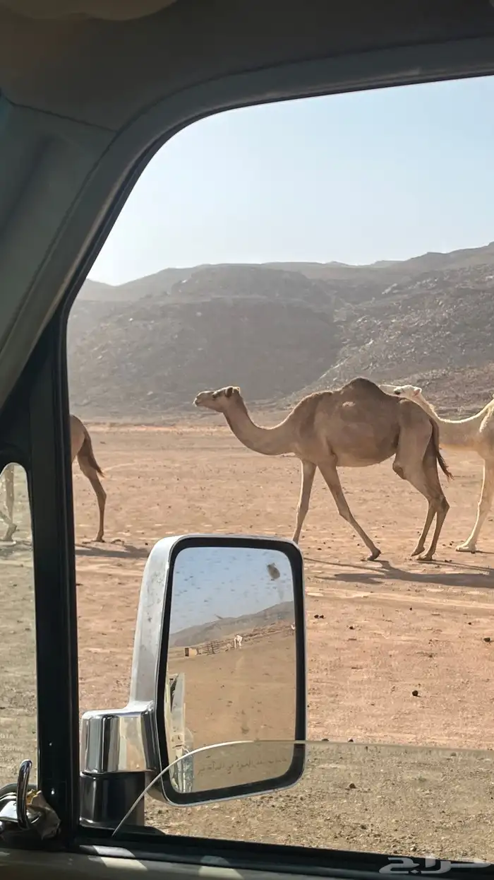 نياق للبيع 0