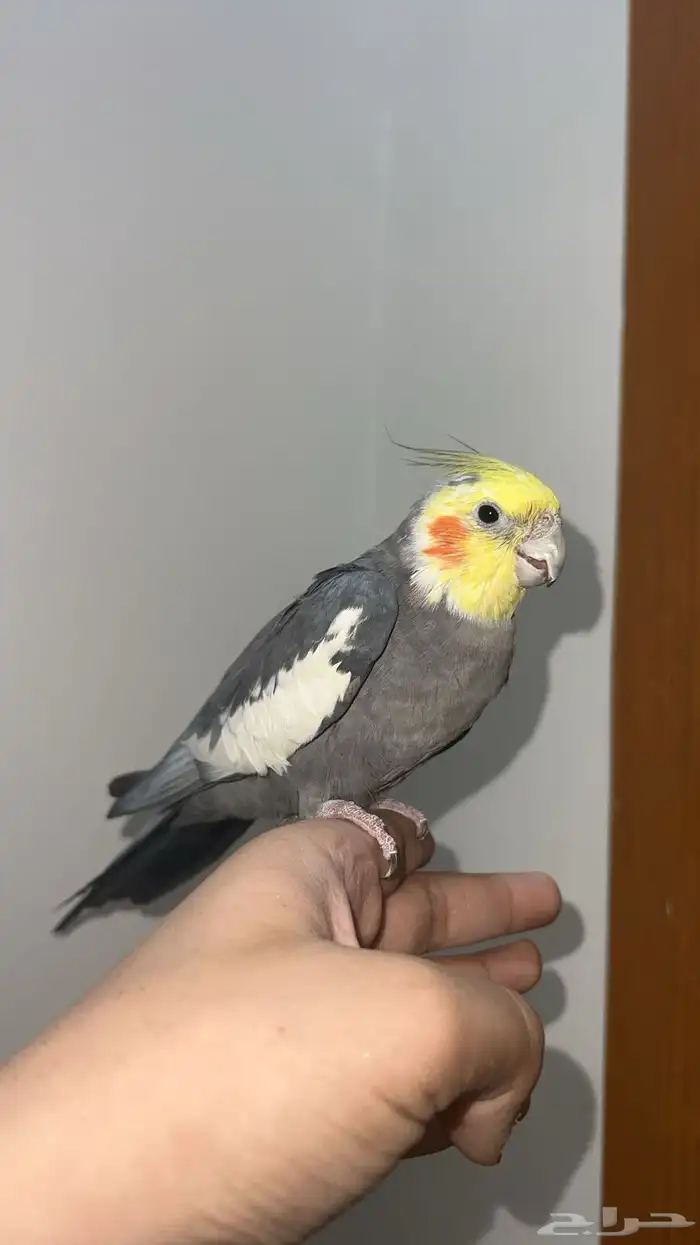 كروان كوكتيل 0