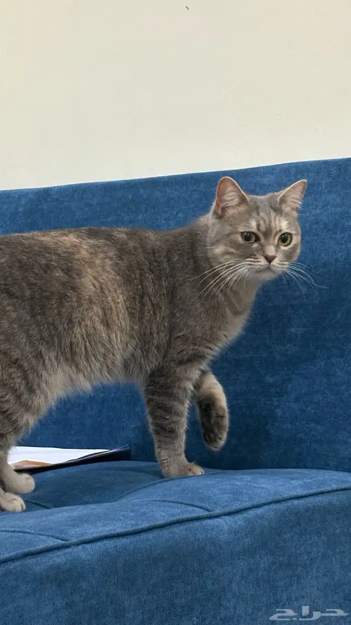 قطه للبيع 2