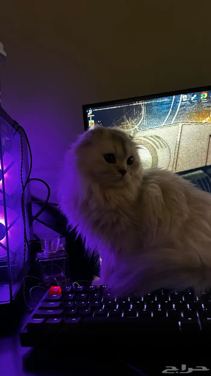 قطه للتبني 3