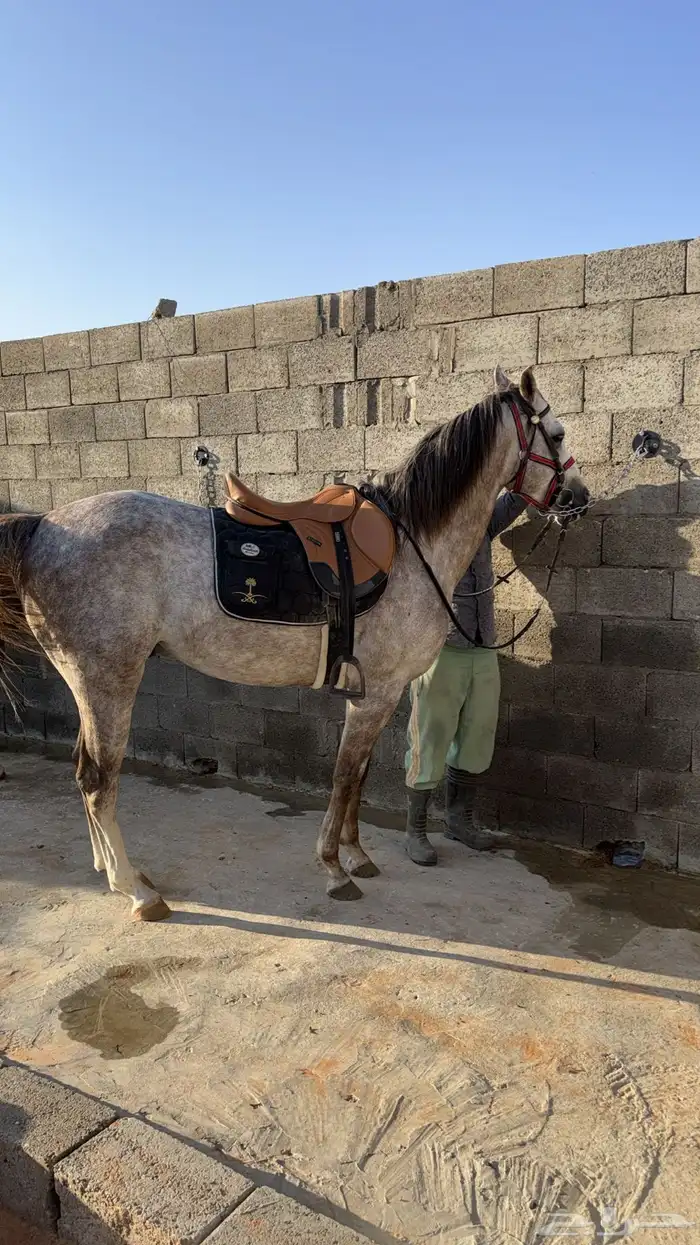 حصان صرعة عربي اصيل ابن مستند الخالدية 22