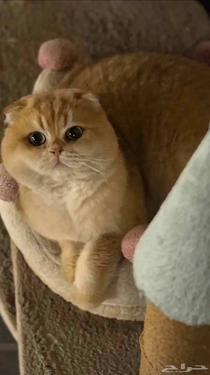 قط ذكر سكوتش فولد لون نادر للتزاوج فقط 0