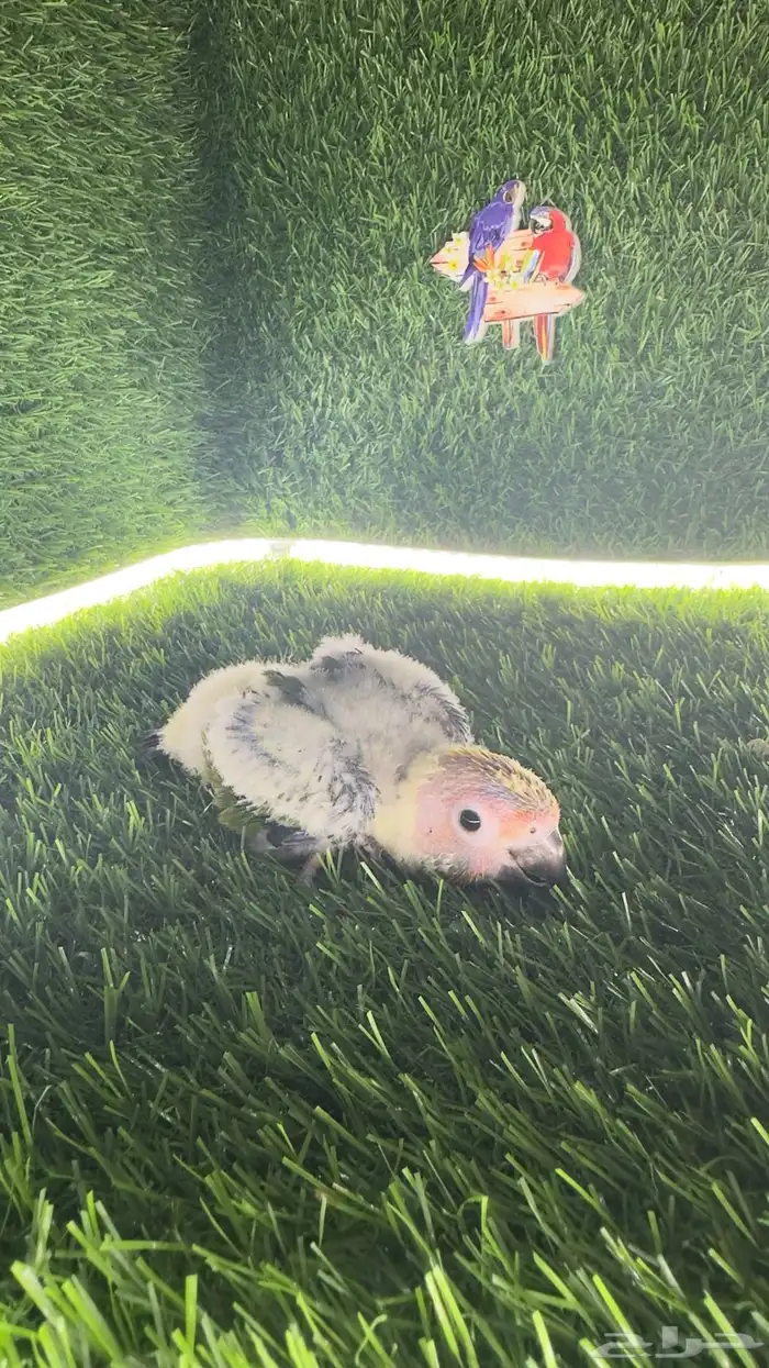 فرخين صن كنيور 4