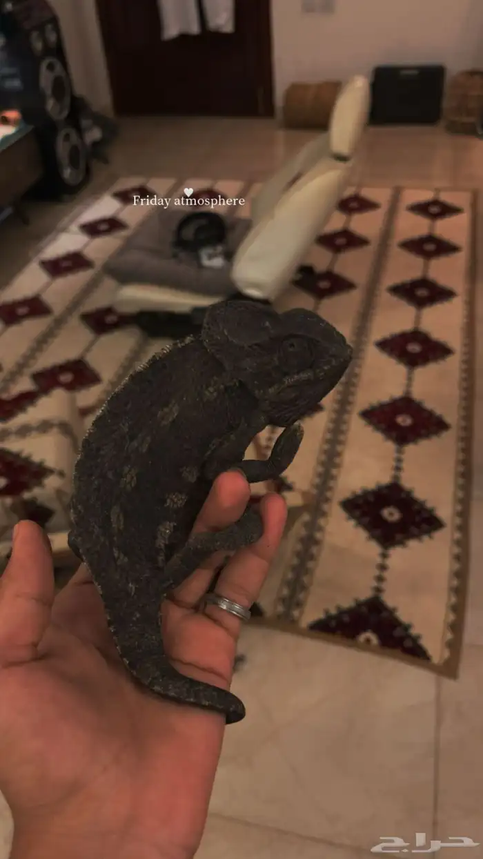 حرباء محجبة 0