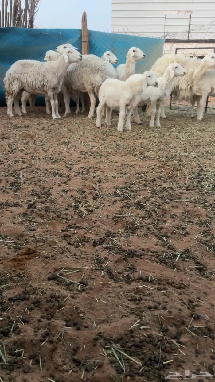 حريات دفيع ورغايث 0