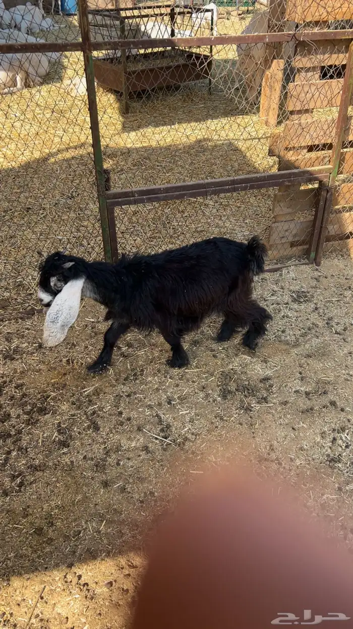 جفره مندي شهرين 3