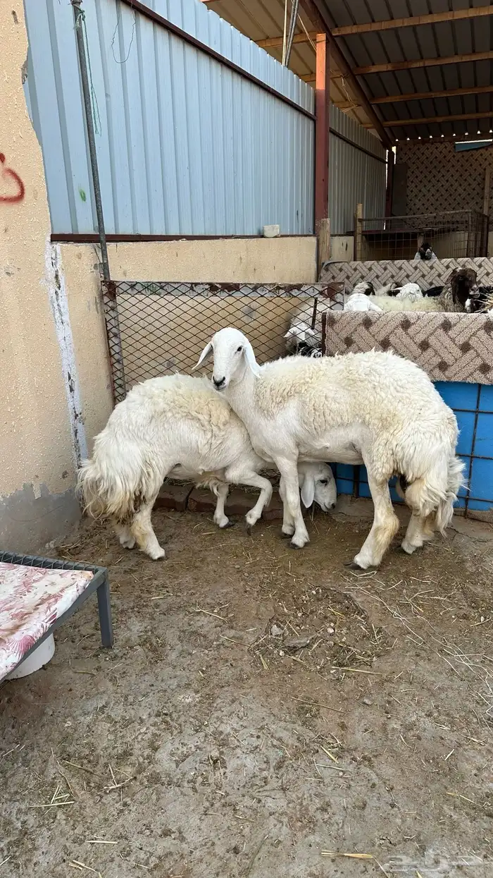 حريات حرش صنف و جذعه نجديه معها رخل 1