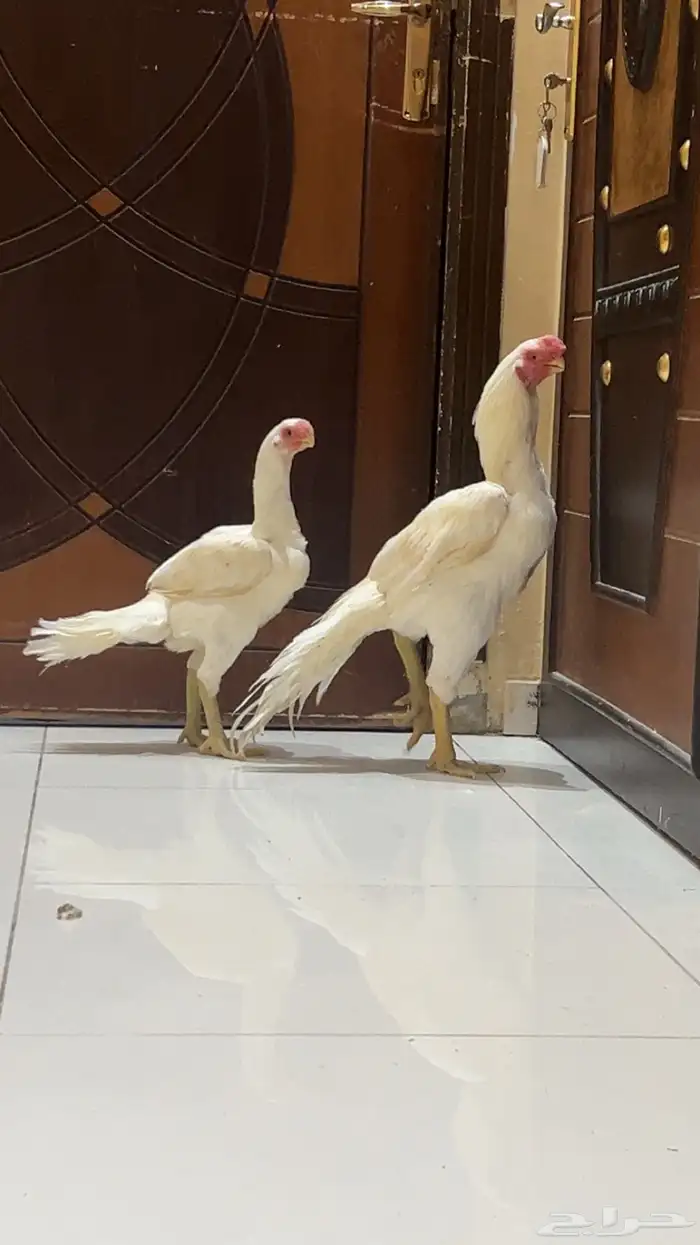 جوز اذناب الهند نوادر فاخر جدا ماشاءالله تبارك الرحمن 2