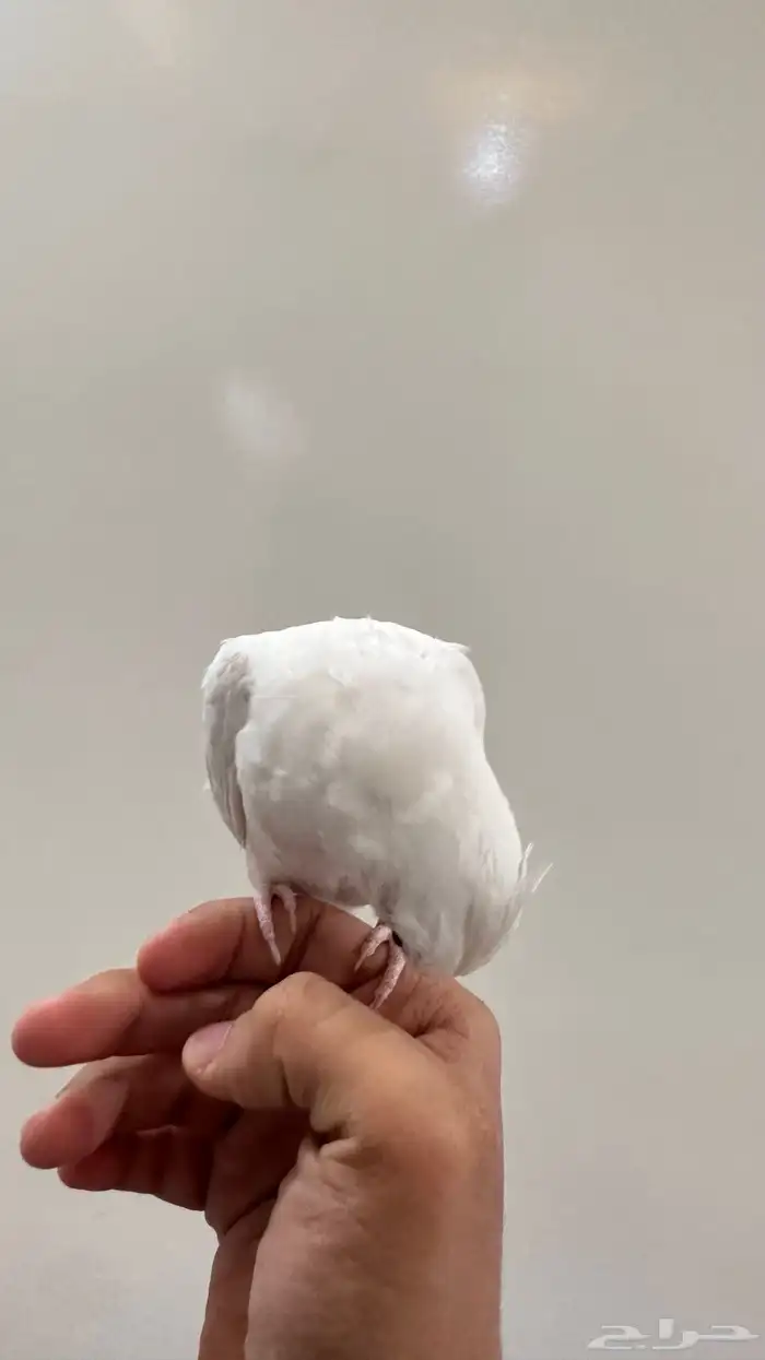 كروان هدد داخلي وبدايات خارجي بينو السوم 350 والبيع قريب 4