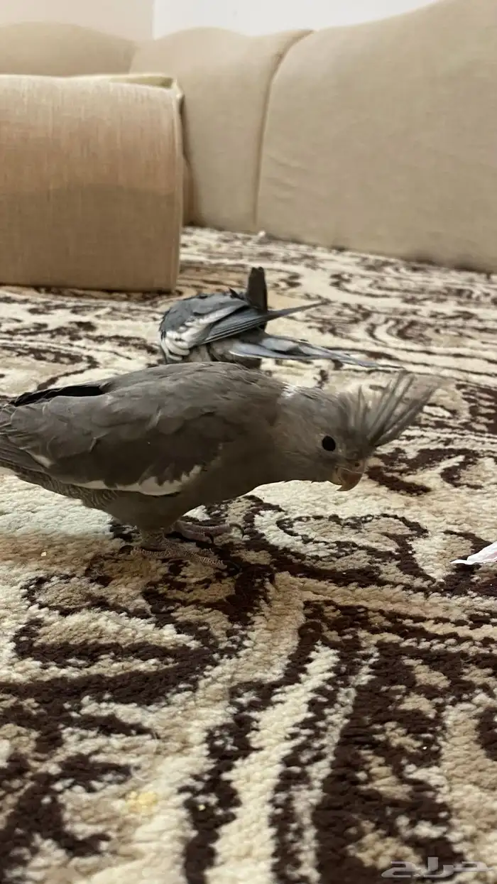 فرخين كروان 0