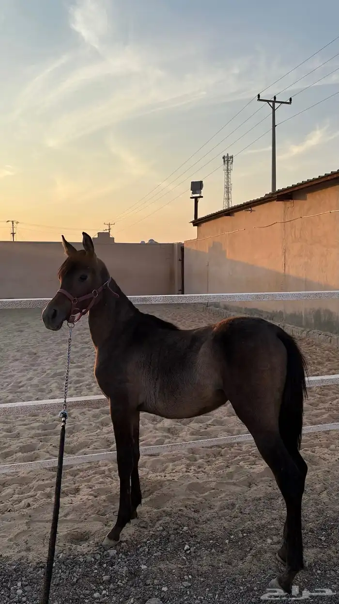 مهره شعبيه 2